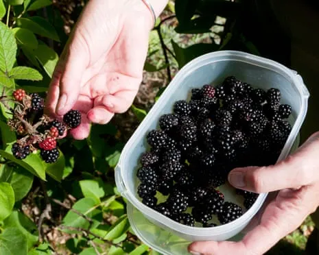 Seeking: Tasty Pastries to Utilize a Abundance of House-Made Jam