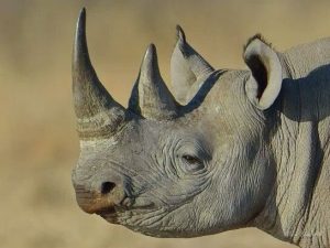 rhino in politics